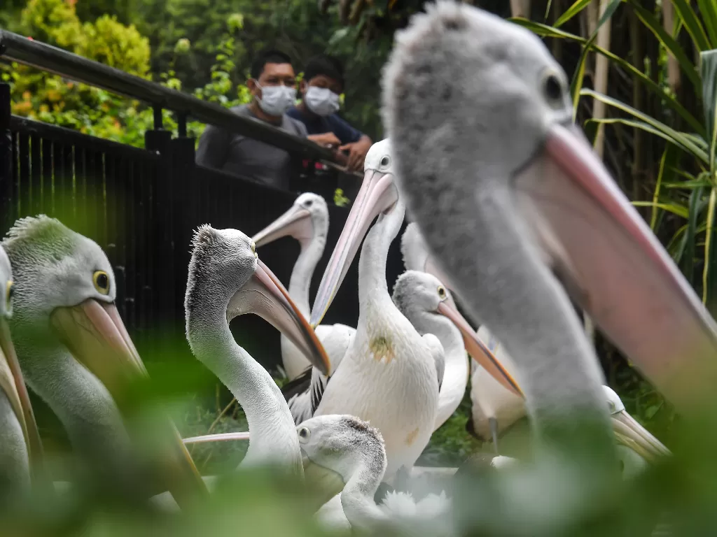 Pengunjung melihat burung Pelikan (pelecanus onocrotalus). ANTARA FOTO/Muhammad Adimaja