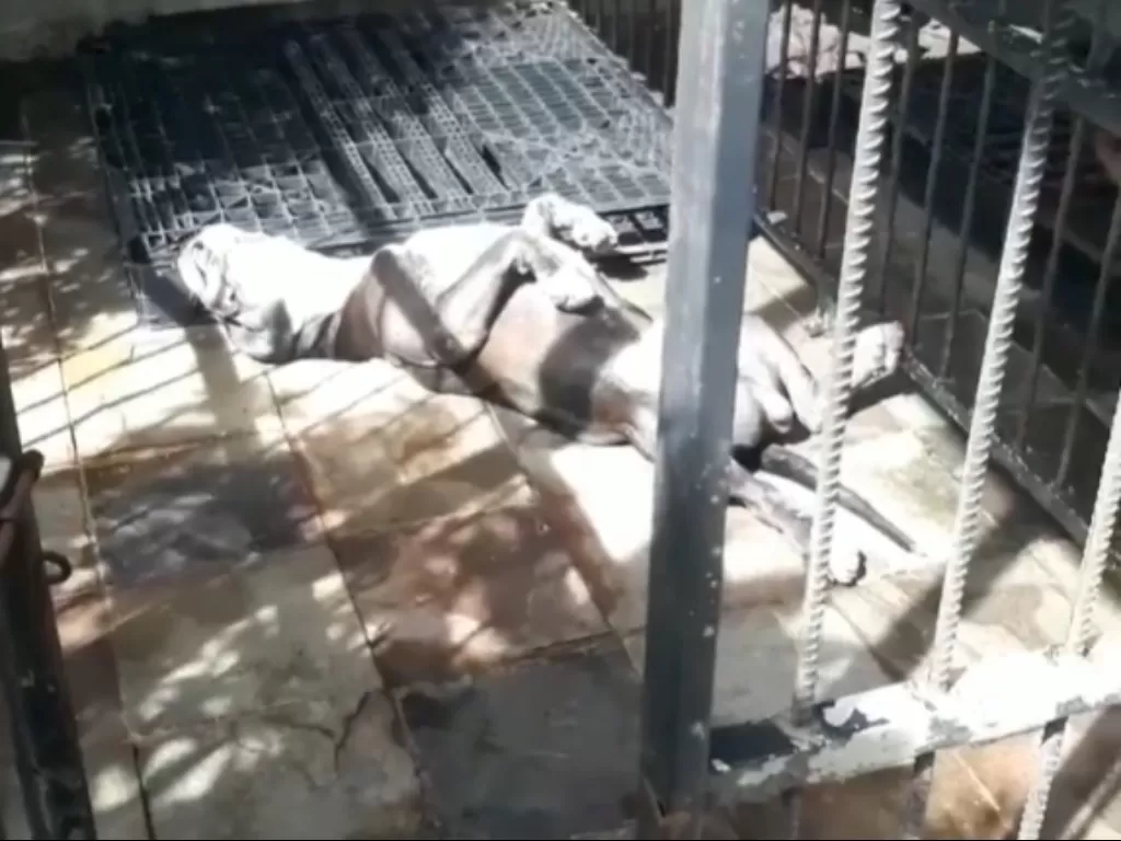 Anjing mati setelah beradu dengan ular kobra (Instagram/@infodepok_id)