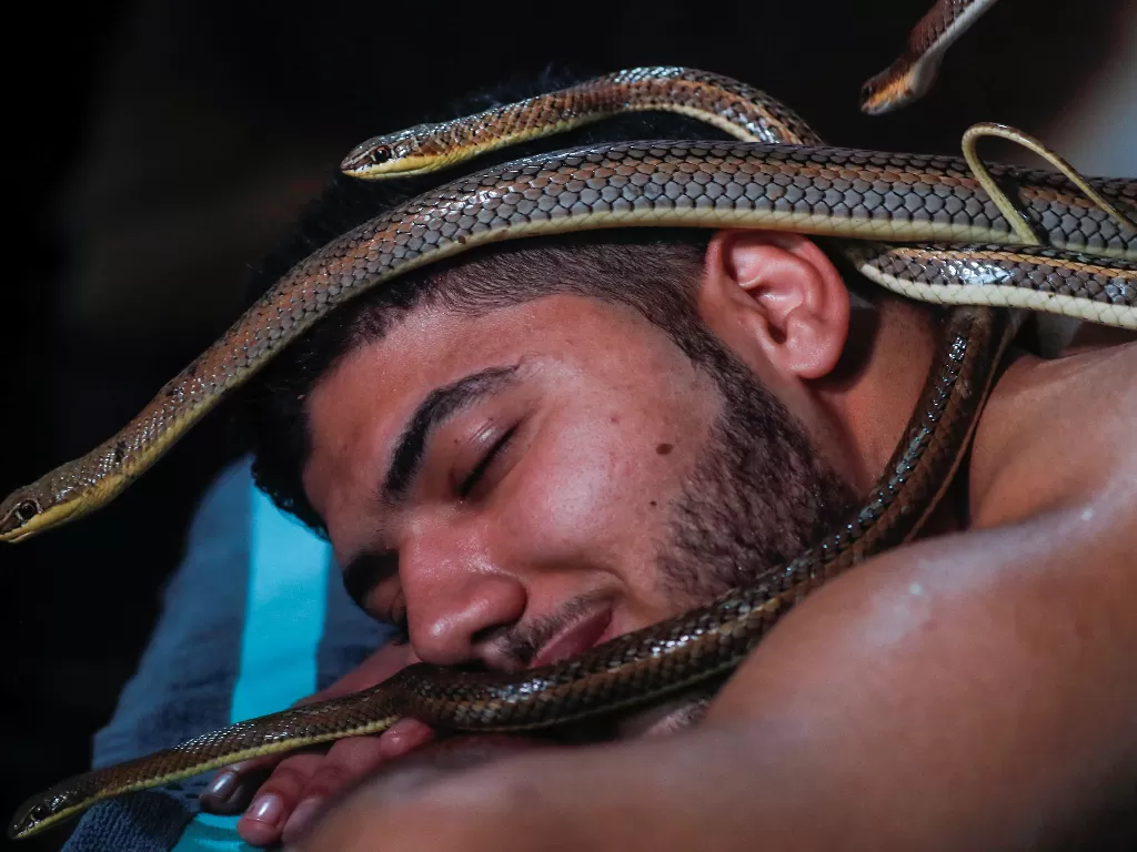 Diaa Zein menerima perawatan pijat ular yang tidak berbisa selama tiga puluh menit (REUTERS/Amr Abdallah Dalsh)