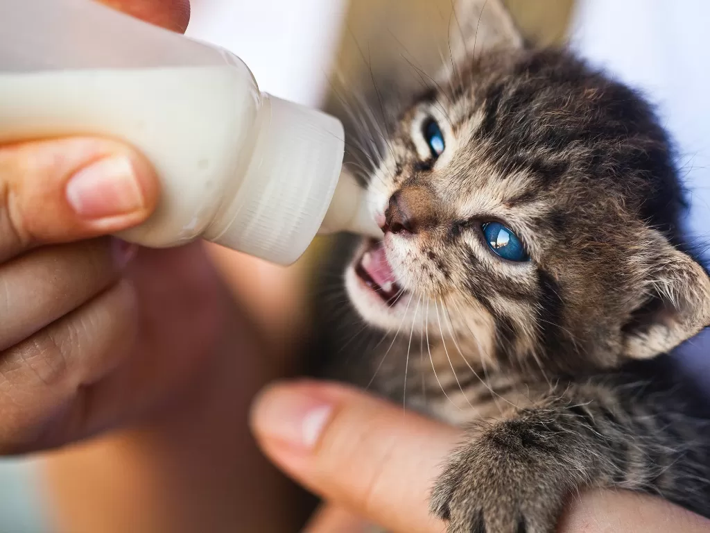 Ilustrasi kucing minum susu (Pexels)