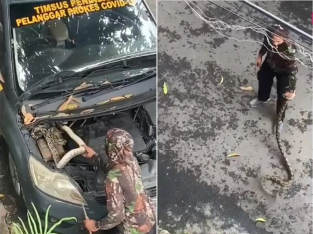 Aksi pria menangkap ular piton di bawah kap mobil patroli polisi (Instagram/ infomedanofficial)
