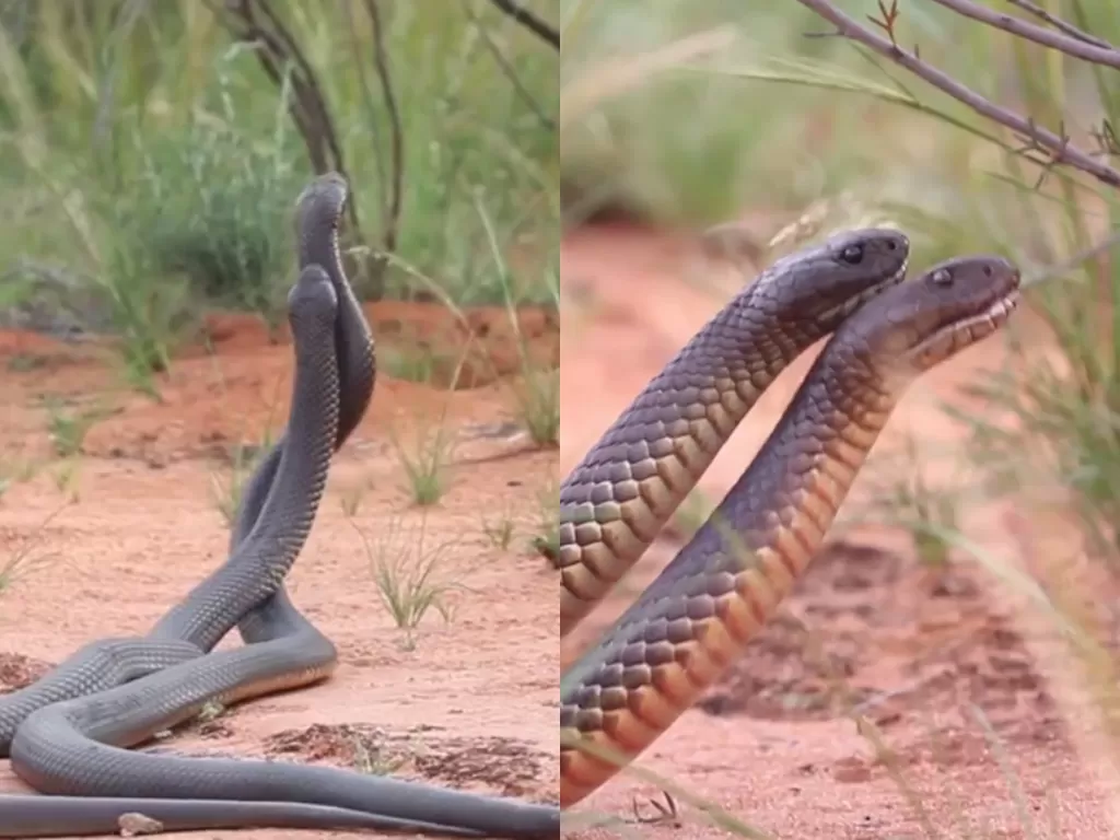Video ular yagn memasuki musim kawin. (Photo/Facebook/Australian Wildlife Conservancy)