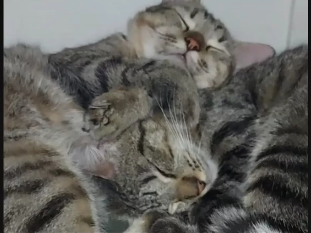 Viral kucing gemar tidur di dalam kulkas viral (Tiktok)
