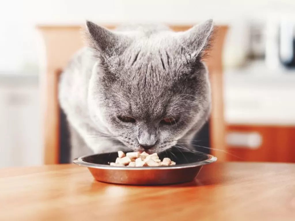 Ilustrasi Kucing yang sedang Makan. (Photo/Ilustrasi/Shutterstock)