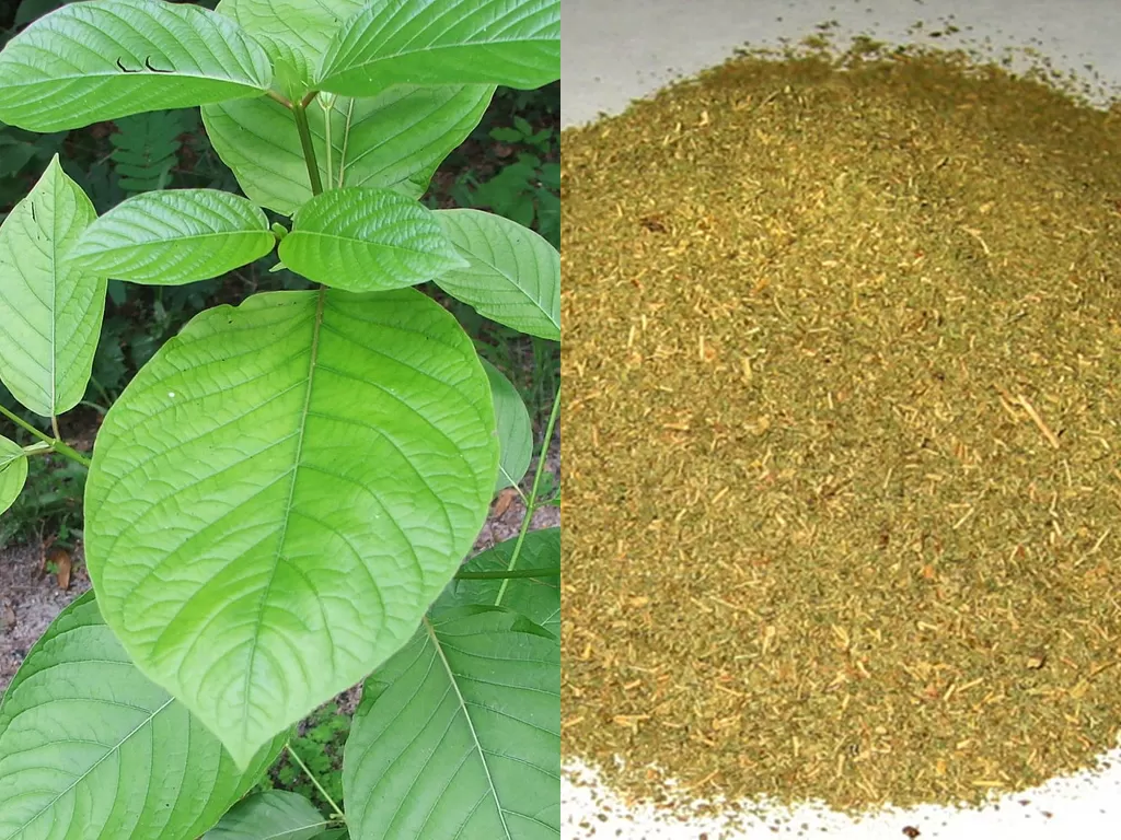 Mengenal Kratom Tanaman Yang Sangat Populer Yang Berasal Dari Kalimantan Indozone Fadami