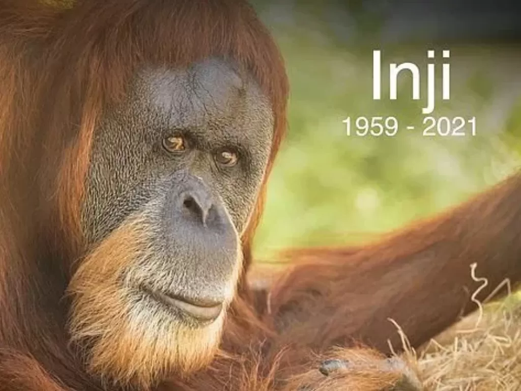 Orangutan tertua yang dinamai Inji mati. (Oregon Zoo)
