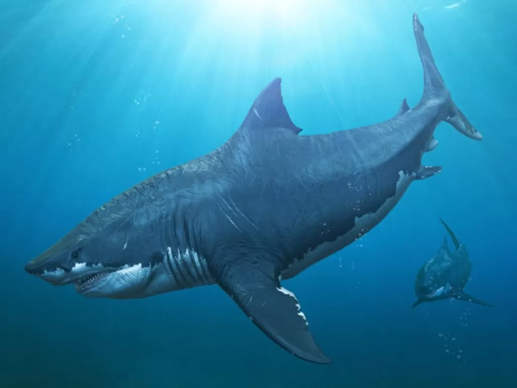 Ilustrasi hiu Megalodon. (photo/Ilustrasi/Dok. Business Insider)