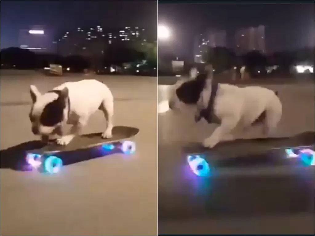 Cuplikan video saat anjing yang bermain skateboard. (photo/Twitter/@TooSatisfied)
