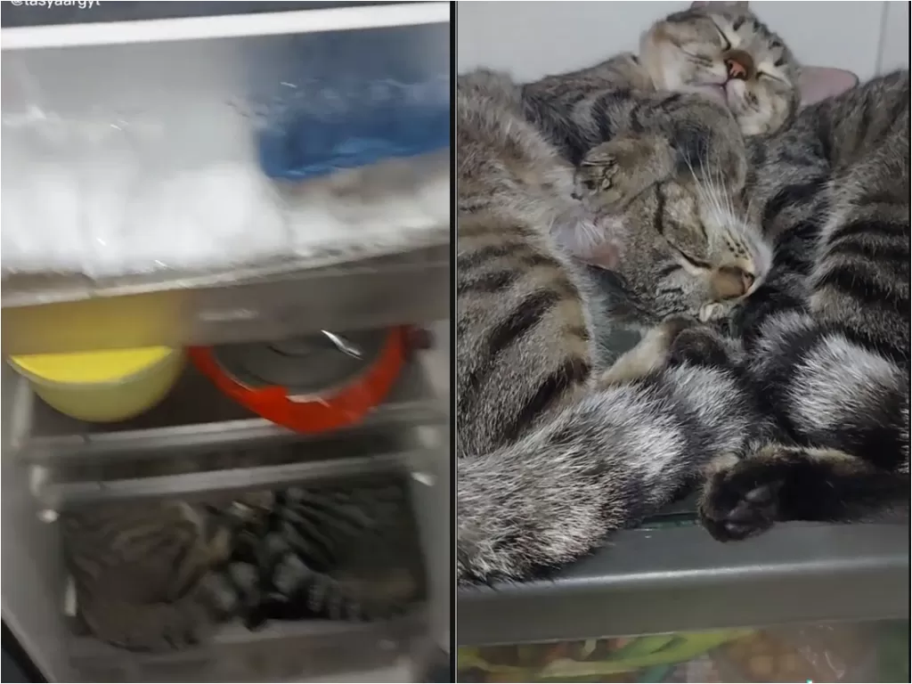 Cuplikan video saat kucing yang tidur di dalam kulkas. (photo/TikTok/@tasyaargyt)