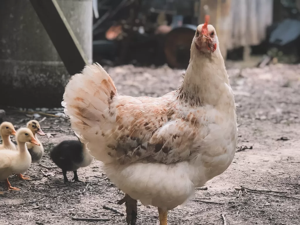 Ayam (Pexels/Todd Trapani)