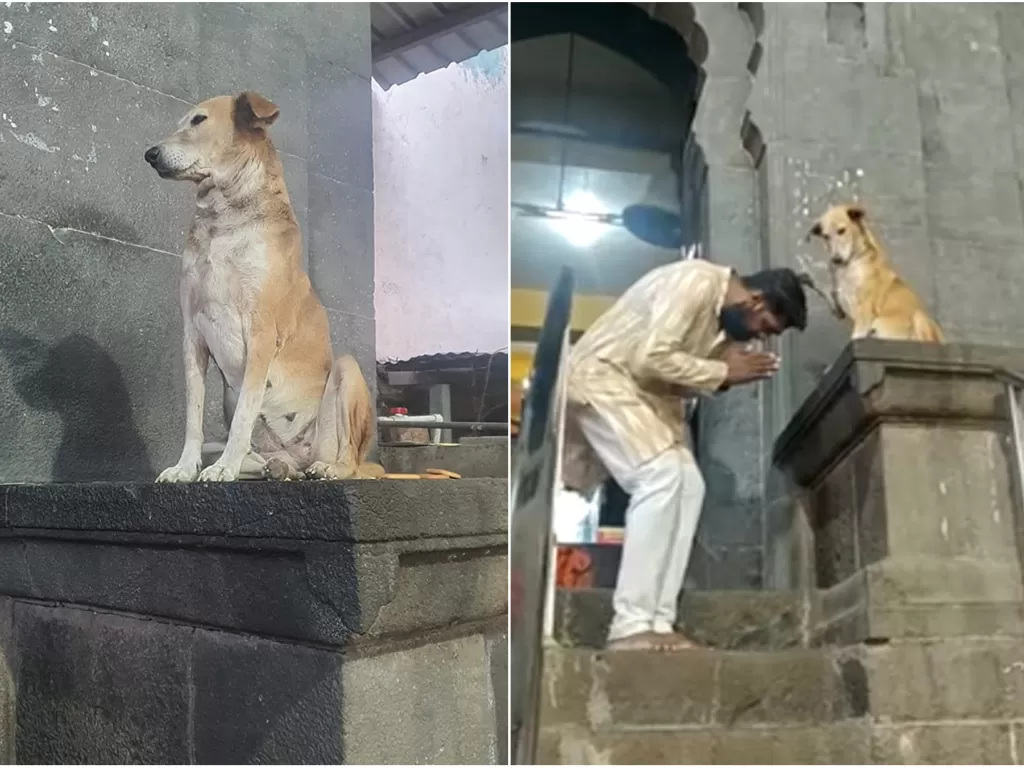 Anjing liar 'memberkati' peziarah kuil (Facebook/Arun Limadia)