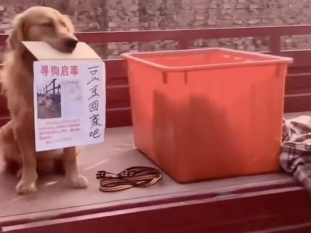 Aksi anjing yang bawa tulisan agar temannya dikembalikan (Douyin/291832511)