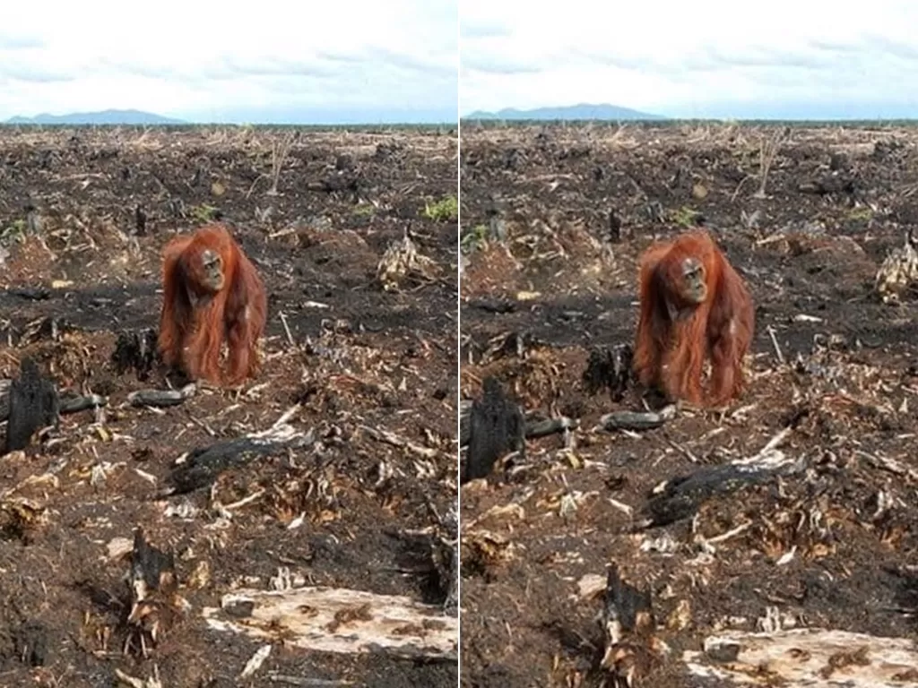 Orangutan sedang berada di lahan area lahan gundul bekas terbakar (Istimewa)