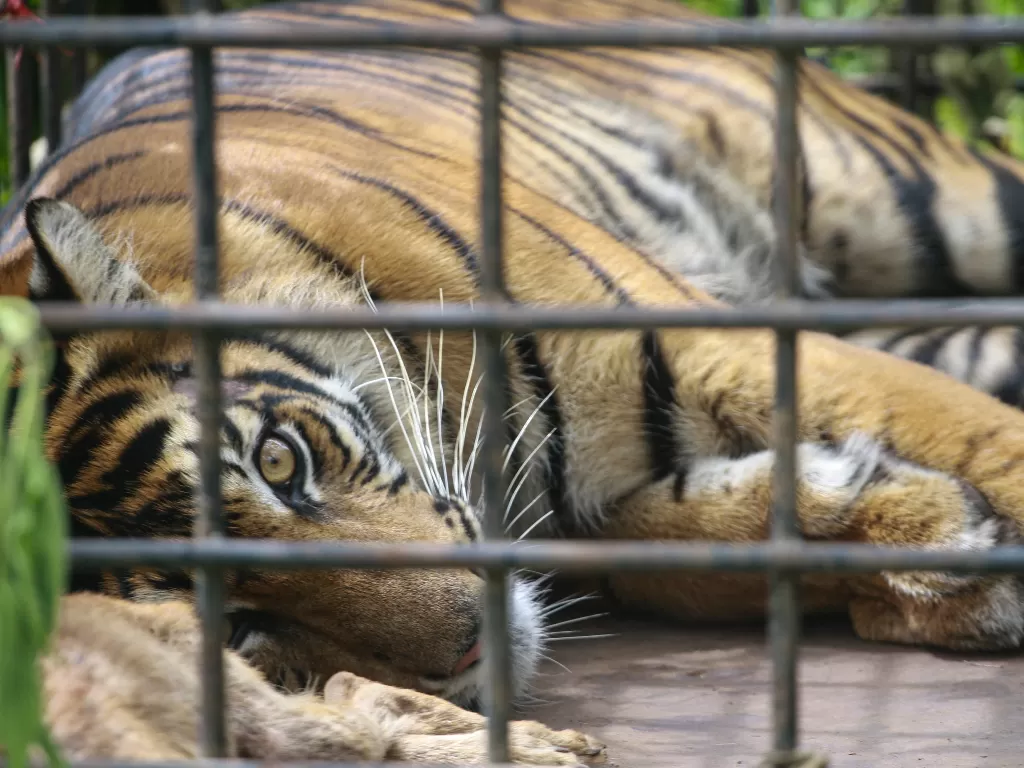 Harimau Sumatera yang terperangkap di Sumatera Barat. (ANTARA FOTO/Adi Prima)