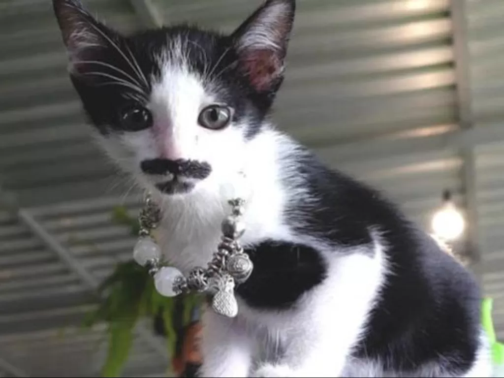 Kucing ini memiliki kumis dan janggot yang menggemaskan (VIRAL PRESS)