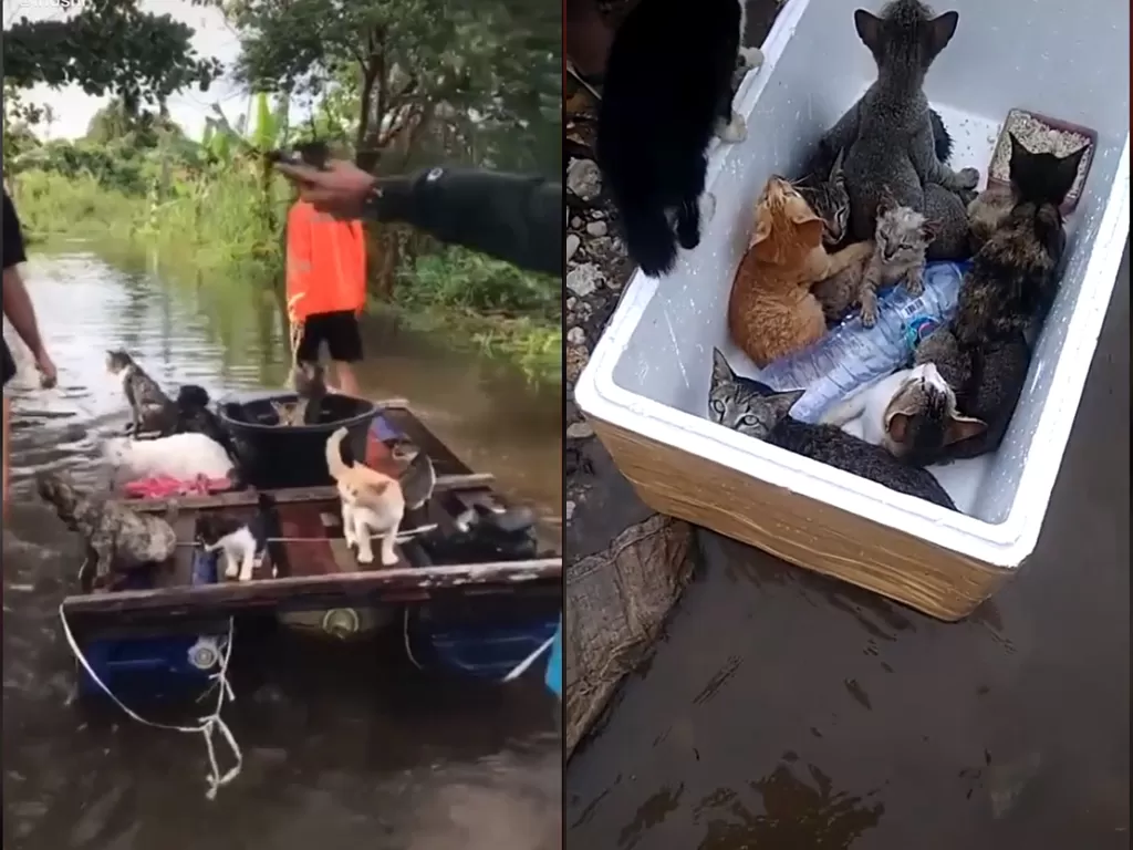 Cuplikan video netizen yang tolong kucing saat banjir. (photo/TikTok/@lndshr)