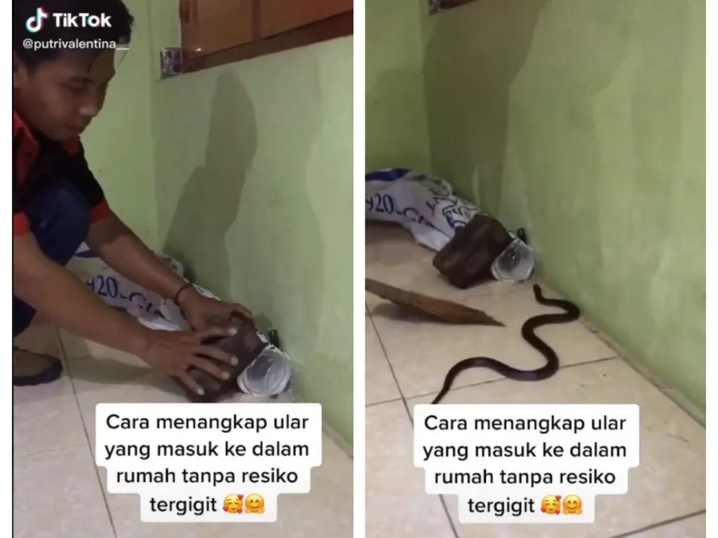 Tips cara menangkap ular yang masuk ke dalam rumah tanpa risiko tergigit. (TikTok/@putrivalentina___)