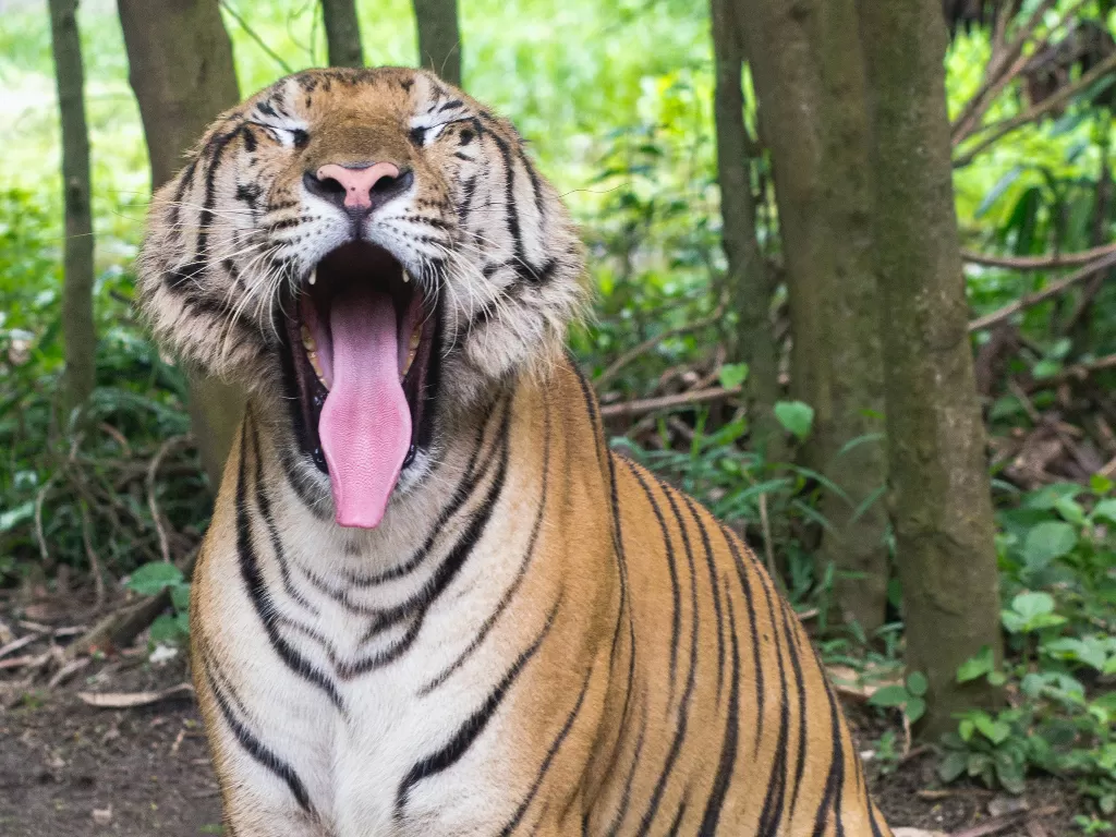 Harimau (Photo by kendra coupland from Pexels)