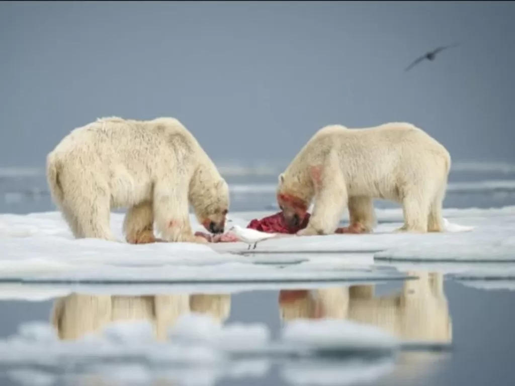 Momen beruang kutup berebut makanan (fridahermansson.com)