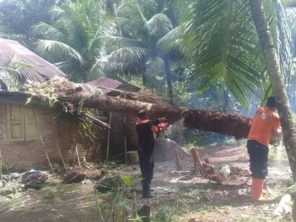 Petugas BPBD Kabupaten Agam sedang membersihkan material pohon menimpa rumah warga, Jumat (22/1). (antarasumbar/Istimewa)