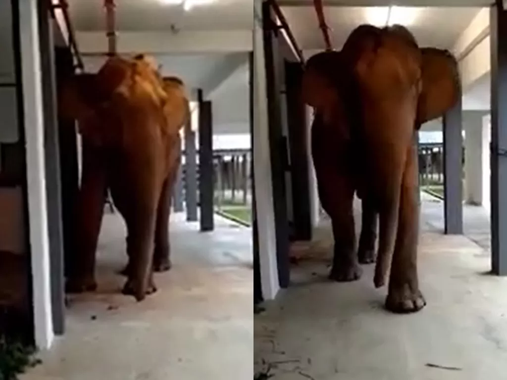 Viral video gajah masuk ke sekolah yang sepi. (Photo/Facebook/We are Malaysians)