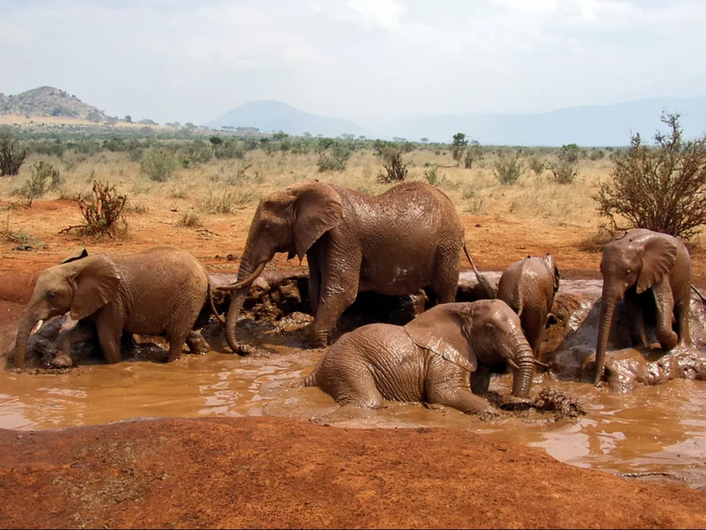 Gajah Afrika. (photo/Dok. Wikipedia)