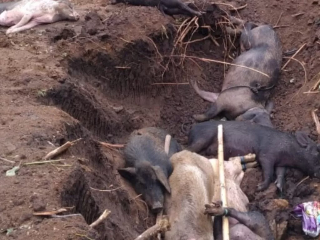 Ilustrasi - Sejumlah bangkai babi yang mati akibat terserang virus african swine fever (ASF) dan Kabupaten Lembata, Nusa Tenggara Timur. (ANTARA/HO/Dinas Peternakan Kabupaten Lembata)