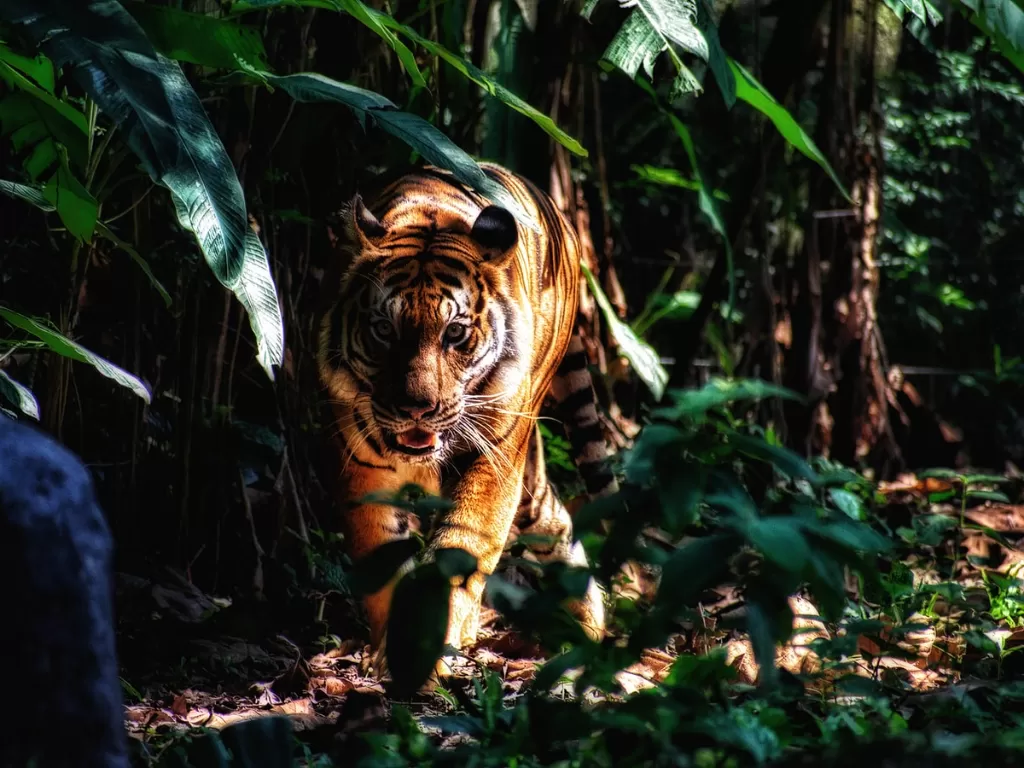 Ilustrasi harimau (Unsplash)
