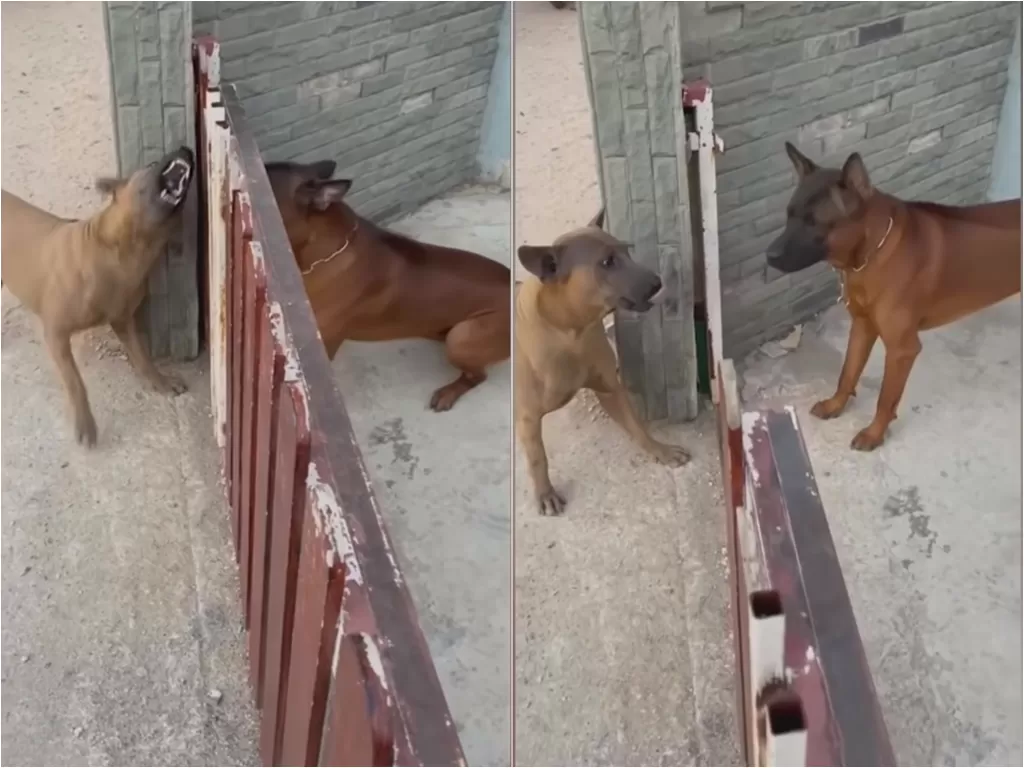 Cuplikan video anjing berantam. (photo/Youtube/Viralpress)