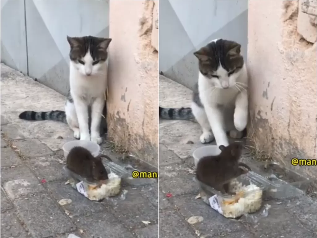 Cuplikan video saat kucing kaget lihat tikus makan. (photo/Instagram/@manaberita)