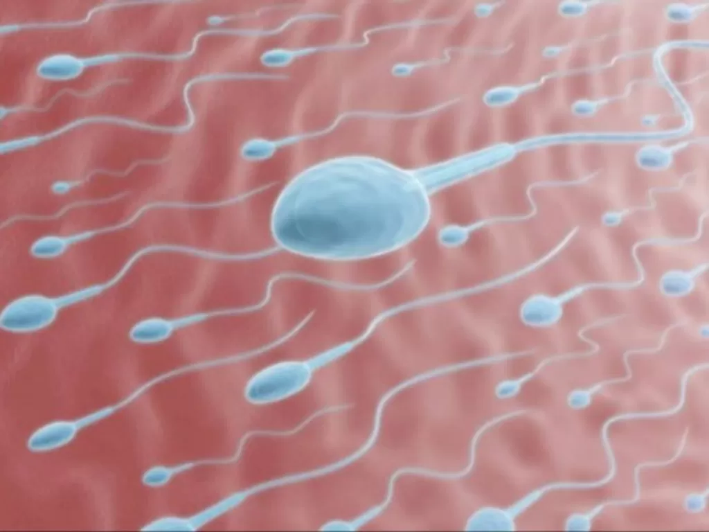 Ilustrasi Sperma (Photo/Ilustrasi/mireproductivemedicine.com)