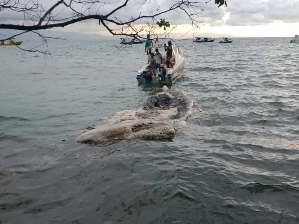  Tim patroli Taman Nasional Bunaken mengevakuasi bangkai paus yang terdampar di perairan Pantai Liang. (photo/Instagram/@tamannasionalbunaken)