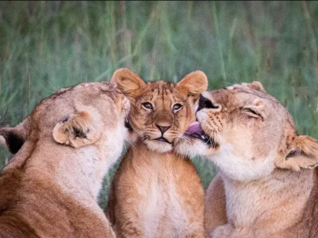 Potret menggemaskan keluarga singa (MARK BOYD/SPLITPICS UK)