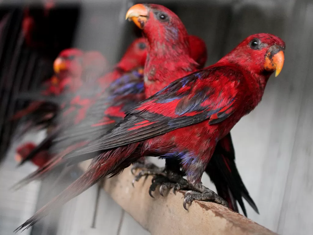Burung Nuri Merah Maluku (ANTARA FOTO/Arnas Padda)
