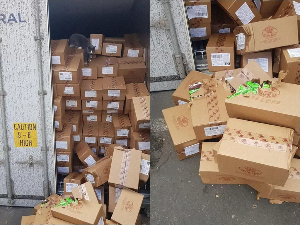 Kucing terperangkap di kontainer selama 3 minggu. (star.shine.shipping)