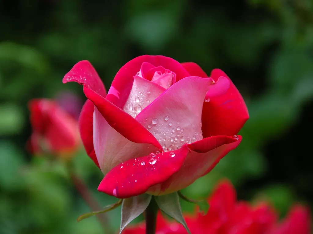 Bunga Mawar. (Photo/Pexels)