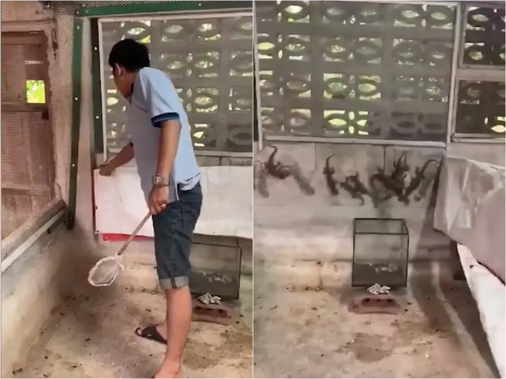 Cuplikan viral pria hobi pelihara tokek. (photo/Youtube/Viral Press)