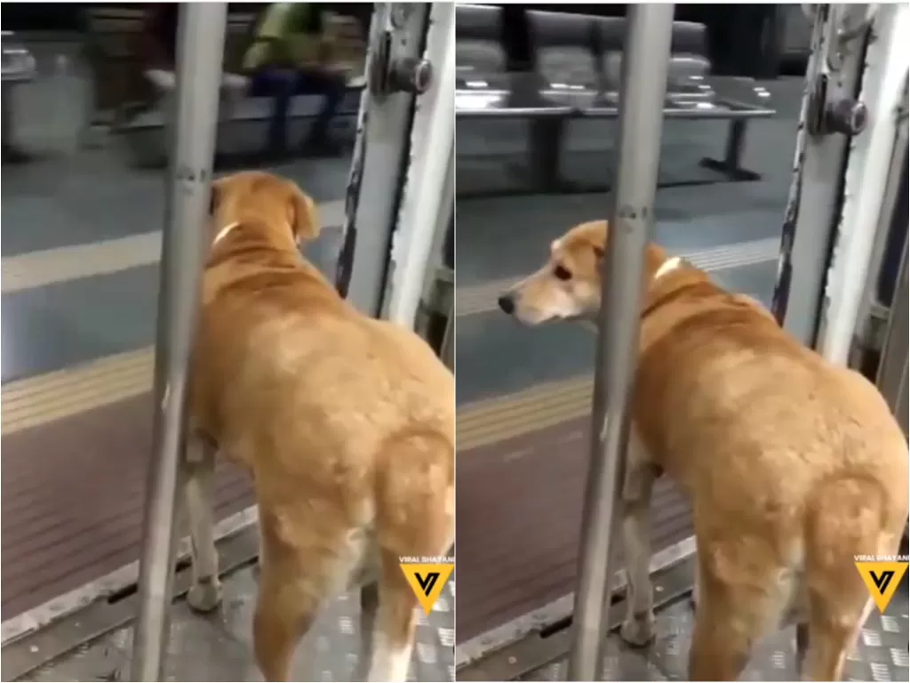 Cuplikan video anjing yang taat aturan saat turun dari kereta api. (photo/Instagram/@viralbhayani)
