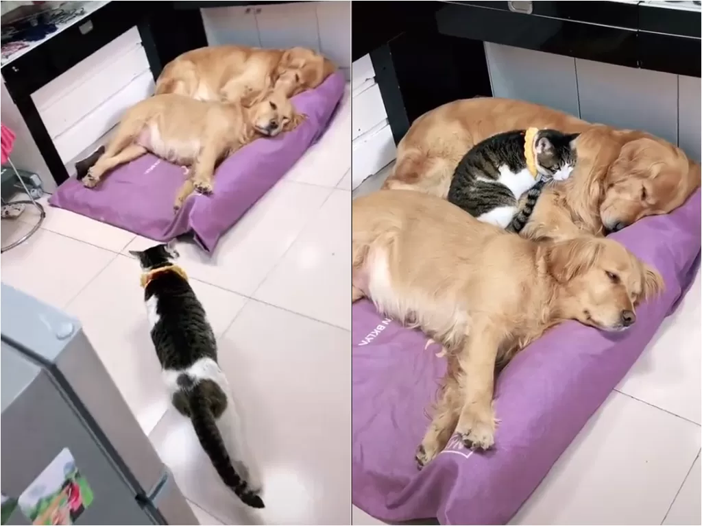 Cuplikan video saat kucing yang tidur bersama anjing. (photo/TikTok/@duangduangu)