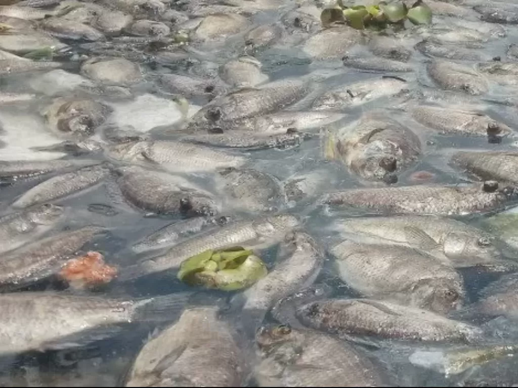 Bangkai ikan di pinggir Danau Maninjau (Antara)