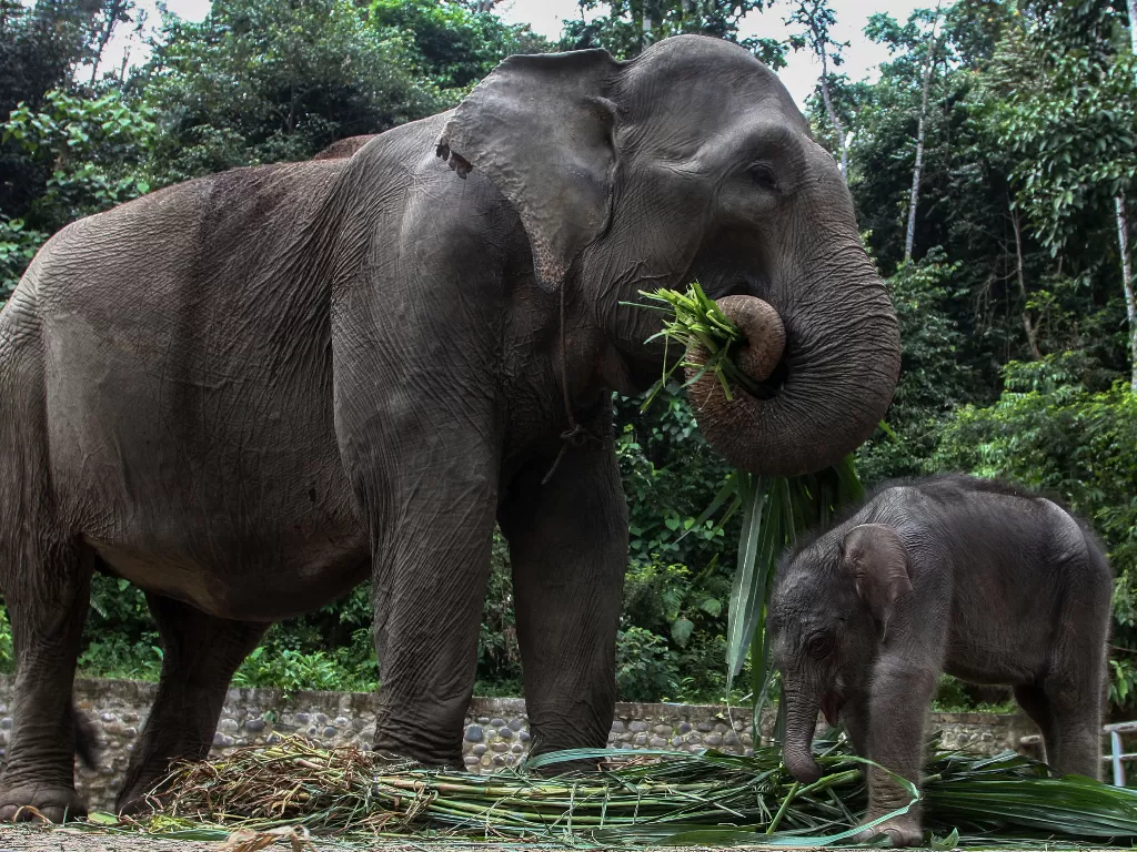 Anak Gajah Sumatera bermain dengan induknya (ANTARA FOTO/Rony Muharrman)