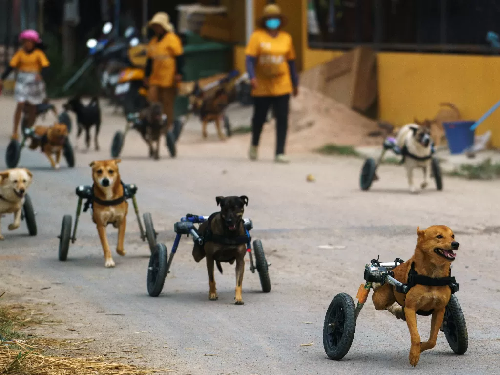 Anjing penyandang cacat dalam alat bantu mobilitas berjalan setiap hari di The Man That Rescues Dogs Foundation di Chonburi (REUTERS/Athit Perawongmetha)