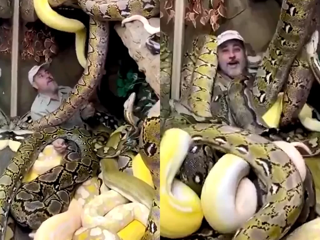 Pria ini bahagia meski bersama ular piton raksasa. (Photo/Twitter/@Aqualady6666)