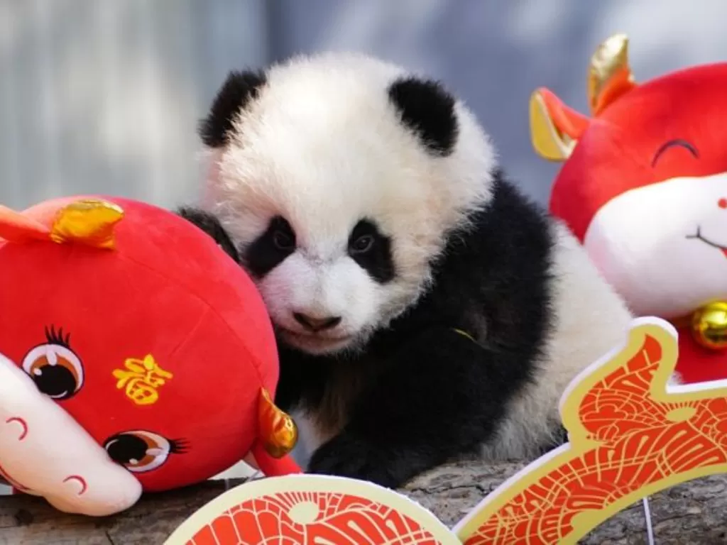 Sepuluh anak panda debut dengan nuansa Imlek (Twitter/@PixiedustJtT)