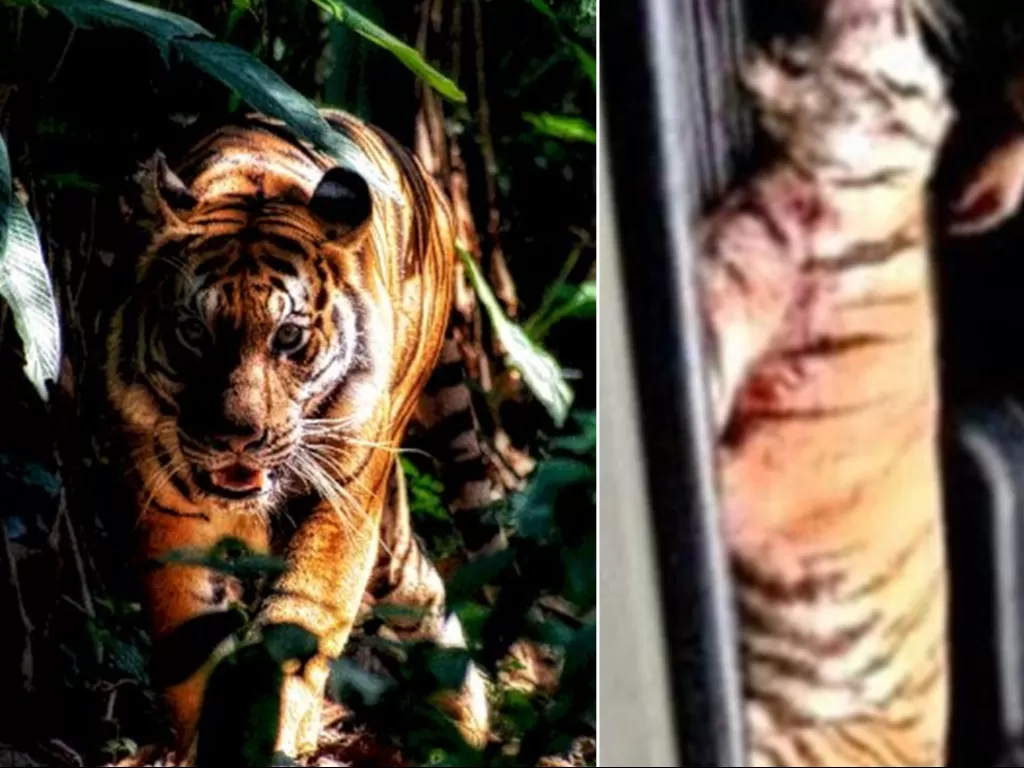 Dua harimau yang lepas dari kandang Sinka Zoo di Singkawang, Kalimantan Barat. (Unsplash)