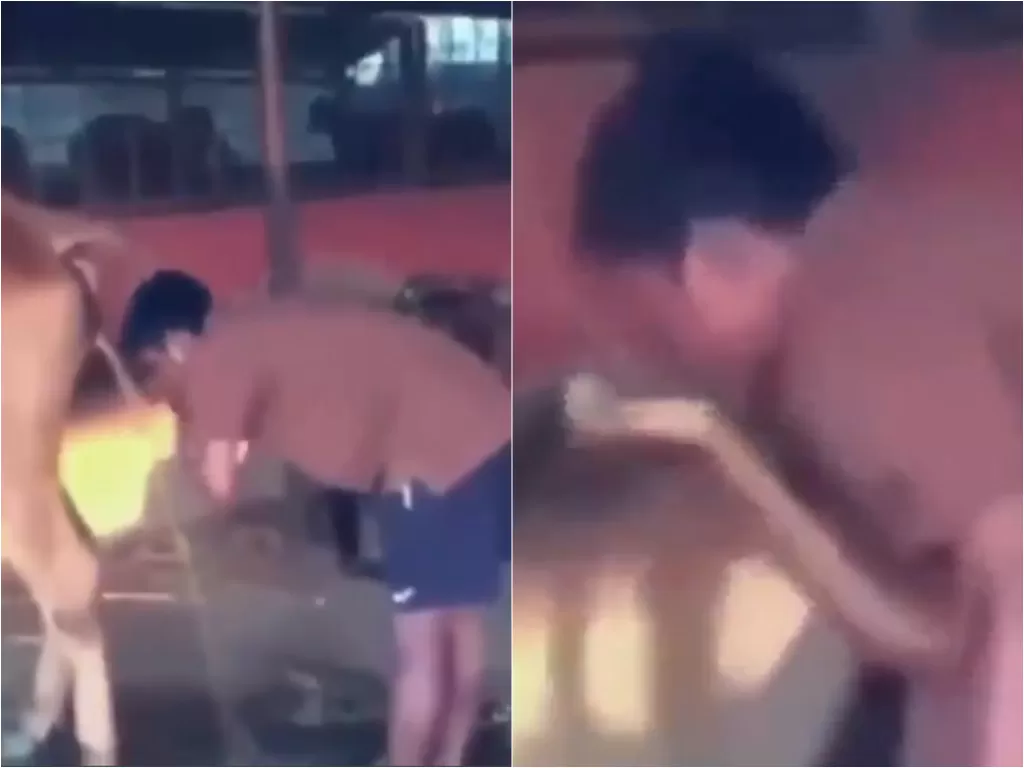 Cuplikan video pria yang mencuci wajah dan minum air urin sapi. (photo/Twitter/@hiboorans)