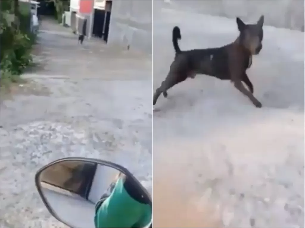 Cuplikan video ojol yang dikejar anjing. (photo/Istimewa)