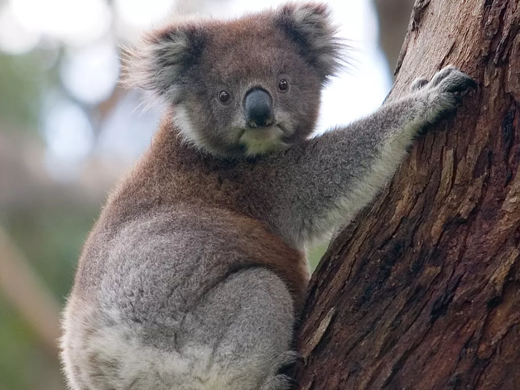 Koala. (en.wikipedia.org)