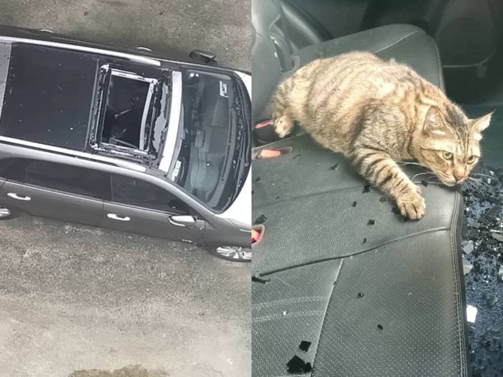 Kucing ini tetap hidup meski telah jatuh dari lantai 10 apartemen. (Photo/Kosmo Online)