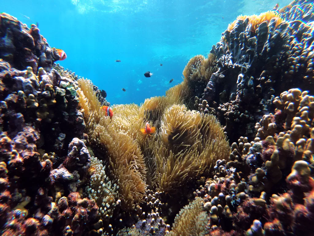 Ilustrasi terumbu karang bawah laut. (Unsplash/@olgatsai)